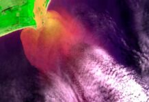 Demanda por palmito dispara no ES para a Semana Santa Mãos segurando um maço de palmito fresco cortado, em destaque sobre uma banca de feira.