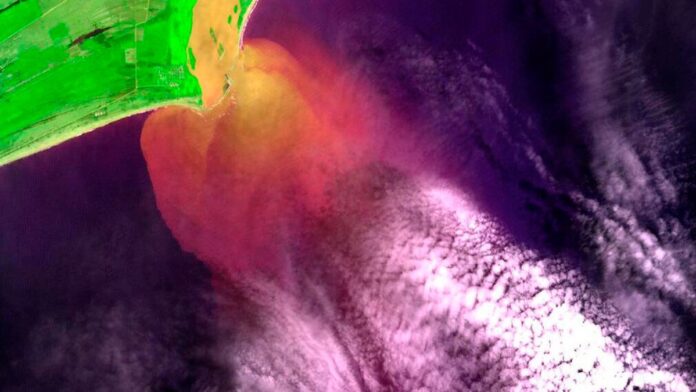 Mãos segurando um maço de palmito fresco cortado, em destaque sobre uma banca de feira.