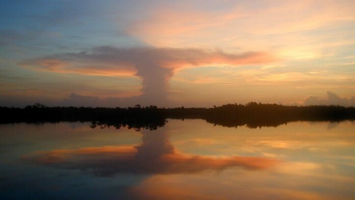 Vista aérea de manguezal preservado ao lado de diques de concreto protegendo a costa do avanço das águas do mar.
