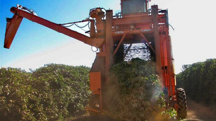 Vista aérea de uma vasta área de mineração a céu aberto com crateras profundas e terra avermelhada em meio à vegetação.