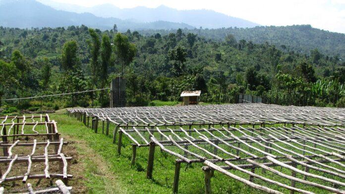 Grupo de mulheres etíopes plantando mudas em terreno árido sob luz solar intensa.