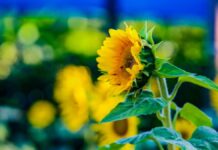 Páscoa: Marcos Rocha destaca mensagem de renovação em Rondônia Governador Marcos Rocha, de terno, discursa em evento solene com decoração alusiva à Páscoa ao fundo.