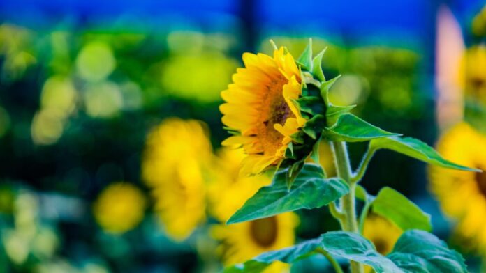 Governador Marcos Rocha, de terno, discursa em evento solene com decoração alusiva à Páscoa ao fundo.