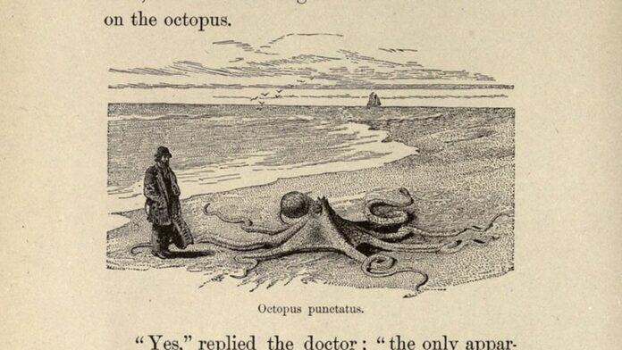 polvos-usam-bra-o-sensorial-para-detectar-parceira Polvo submerso estende um de seus tentáculos em direção a outro exemplar da espécie em um ambiente marinho rochoso.