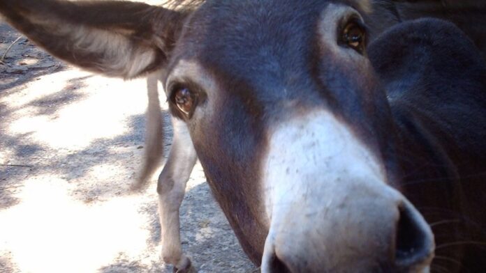 Grupo de jumentos pastando em uma área rural seca e ensolarada, com vegetação rasteira e terreno de terra batida.