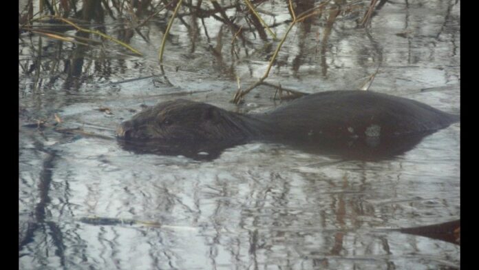 Castor adulto nada em um rio de águas calmas, cercado por vegetação densa e galhos em uma área florestal.
