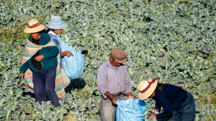 A group of farmers working together to harvest vegetables in a lush green field.