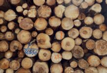 Indústria madeireira da Geórgia aposta em remédios para superar crise Detailed view of stacked tree logs displaying patterns of annual rings and textures in Oberwiesenthal, Germany.