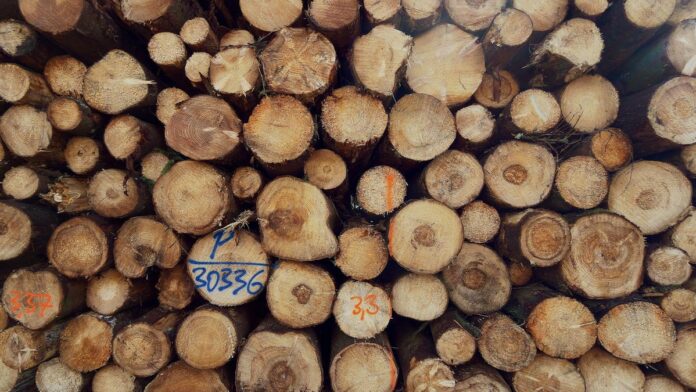 Detailed view of stacked tree logs displaying patterns of annual rings and textures in Oberwiesenthal, Germany.