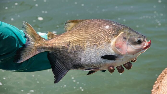 A fisherman in Rio Preto da Eva holds a freshly caught fish against a water backdrop.