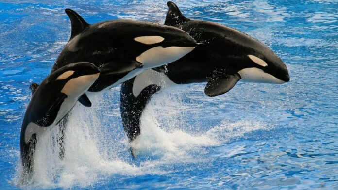 s4-4a7cf9e3c031 Dramatic capture of three orcas jumping in synchronized motion over blue water.