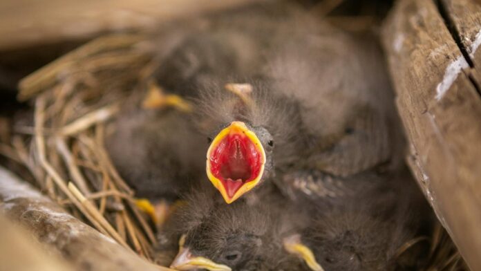 A close-up shot capturing baby birds chirping in a nest.