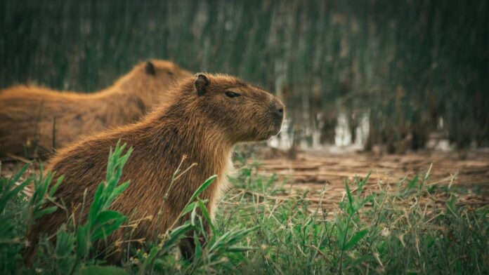 Capybaras resting in lush grass near wetlands in Mar del Plata, Argentina.