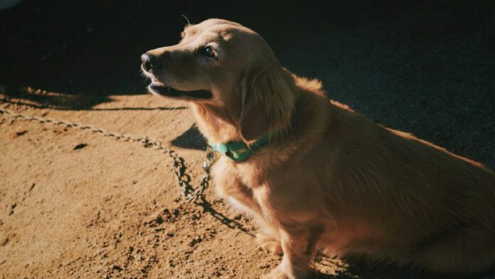 Golden retriever resting on sunlit ground, showcasing its fluffy coat and friendly demeanor.