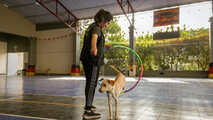 s4-5aba3d0884a2-1 Woman training a dog with a hoop inside a gymnasium, promoting pet skills.