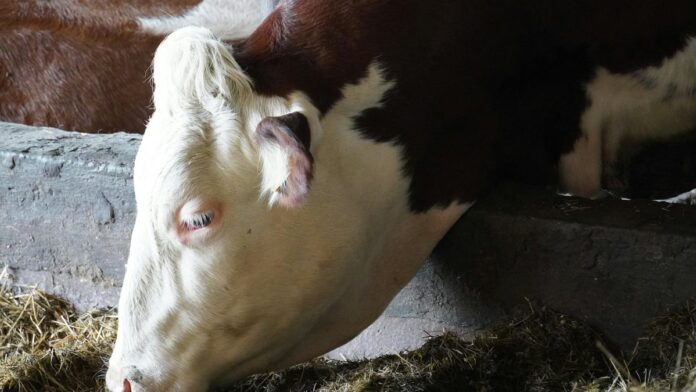 s4-69f6929b976b Detailed close-up of a brown and white cow eating hay inside a barn.