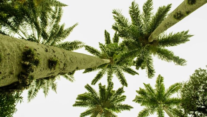 Low angle view of lush green palm trees against a bright sky.
