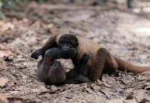 Bonobos em zoológicos revelam taxas de agressividade iguais às de chimpanzés Two Yellow-Tailed Woolly Monkeys playing on a forest floor in Leticia, Colombia.