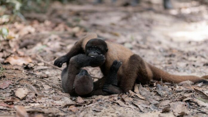 Two Yellow-Tailed Woolly Monkeys playing on a forest floor in Leticia, Colombia.