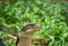Soro antiofídico avança após homem receber 200 picadas de cobras letais A majestic King Cobra in its natural habitat, amidst lush greenery, showcasing its striking features.