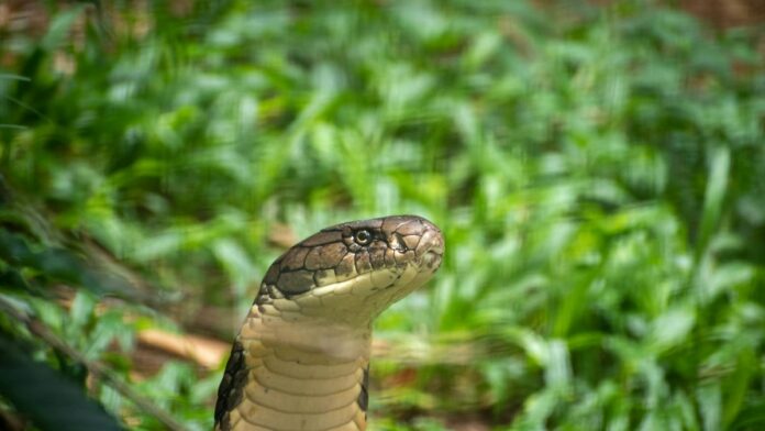 A majestic King Cobra in its natural habitat, amidst lush greenery, showcasing its striking features.