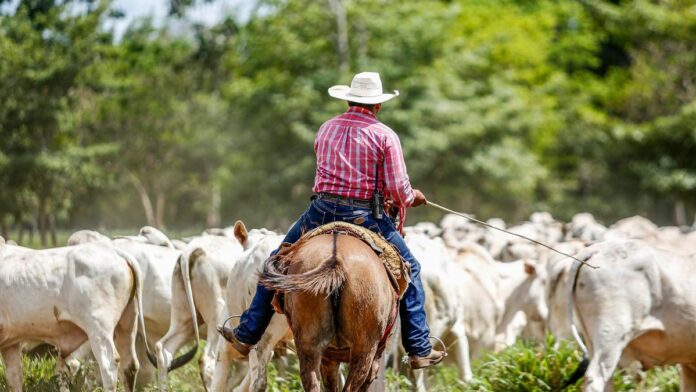 s4-8826a2380b05-31 Cowboy riding horse while herding cattle in Paragominas, Brazil, showcasing traditional farming life.