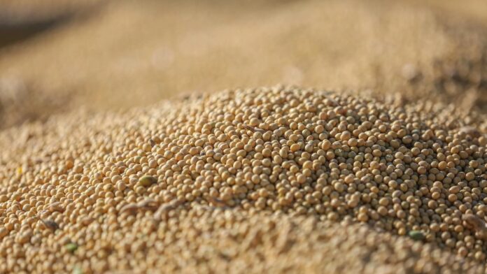 Detailed view of harvested soybeans highlighting agricultural abundance.