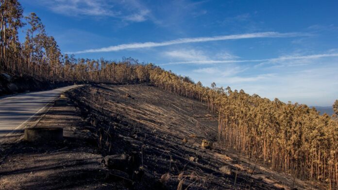 A winding mountain road next to a severely burned forest under a bright blue sky.