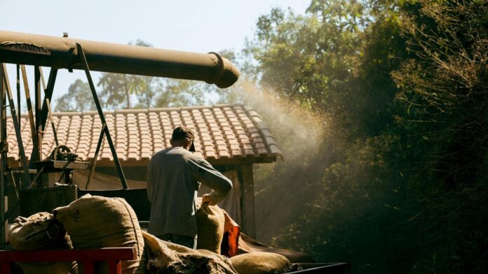 A worker processes coffee beans in a rustic setting in Espírito Santo do Pinhal, SP, Brazil.