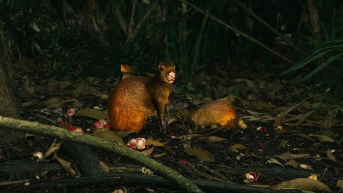s4-a4e09a8ae0c1 A mother and baby agouti interact in the lush Amazon rainforest, Pará, Brazil.