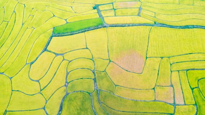 Stunning aerial shot of green rice terraces in rural China, showcasing intricate patterns.