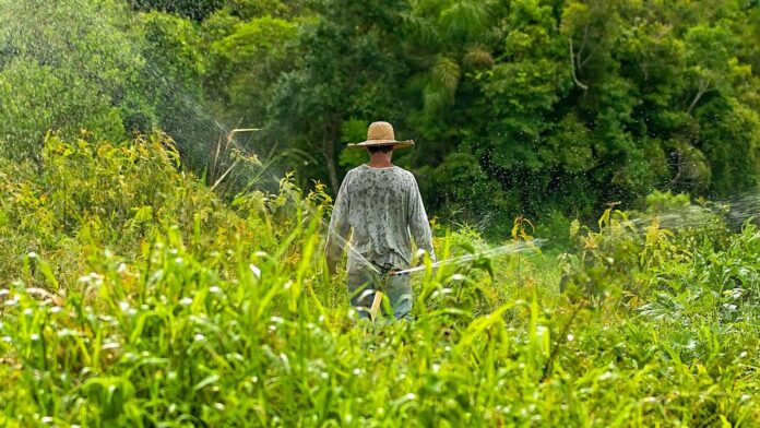 A farmer with a straw hat tends to crops in a lush, green field in Ibiúna, Brazil, under a natural light setting.