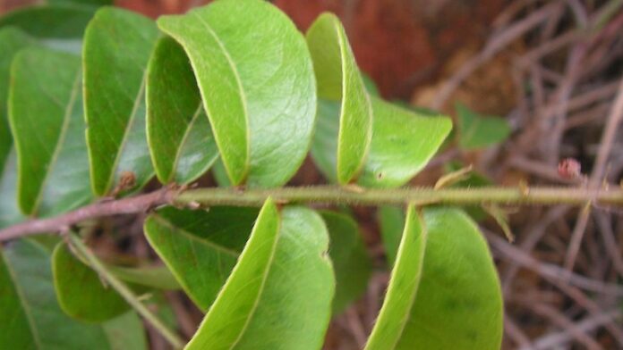 Chrysobalanaceae – Hirtella racemosa Lam. –azeitona-da-mata – arbusto pioneiro – Floresta Ombrófila Densa – Suape – Cabo de S