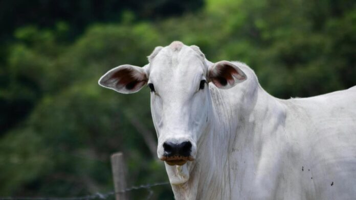 Portrait of a Nelore cow in a lush green pasture in Porto Feliz, Brazil.