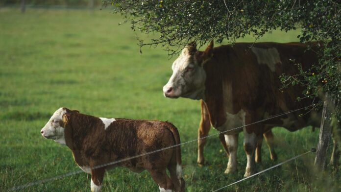 Herd of domestic cows and calf pasturing on grassy lawn in rural agricultural area