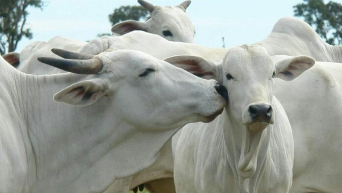 Close-up of Brahman cattle displaying social behavior in a rural Brazilian pasture.