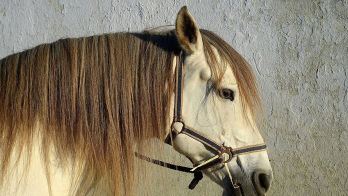 s4-c9d2d9b00e56-4 Portrait of a Lusitano horse, Portugal