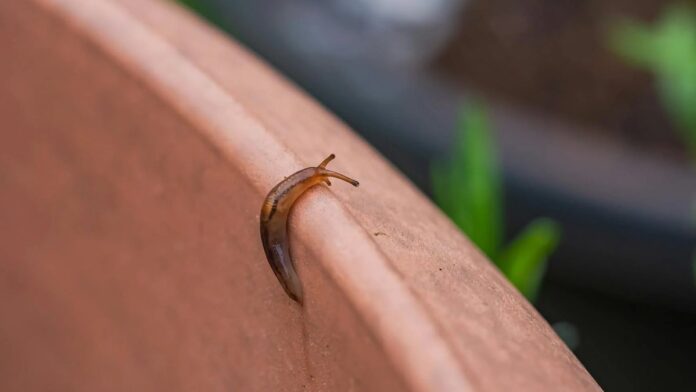 Detailed close-up of a brown slug crawling on a terra cotta pot edge in a garden.