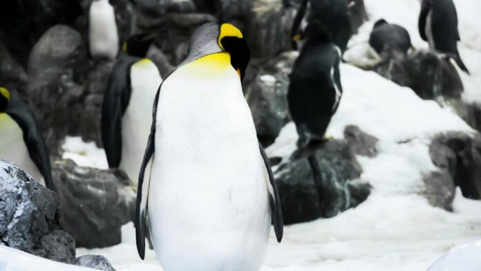 A group of emperor penguins standing on snowy rocks in a wintery Antarctic scene.
