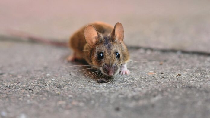 A detailed close-up of a small mouse showcasing its whiskers on a textured concrete surface.