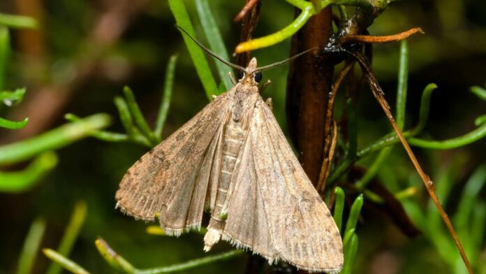 Close-up macro shot of a Noctuid moth resting on a branch, showcasing its detailed wing patterns and natural habitat.