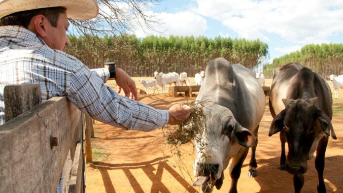 A farmer feeds cattle on a sunny day in rural Goiás, Brazil. Agricultural life.