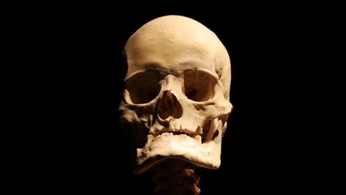 Close-up view of a human skull with detailed anatomy against a dark backdrop.