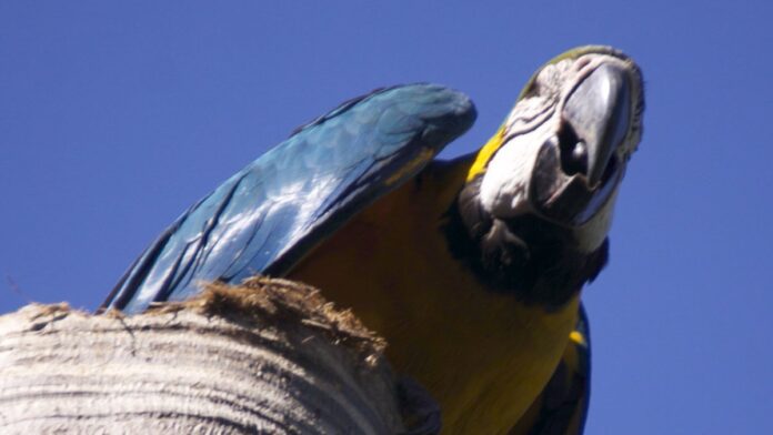 s4-f0bc083825af Arara-de-barriga-amarela ou Arara-canindé (Ara ararauna), fotografada no "Rio Quente Resorts", em Rio Quente, Goiás