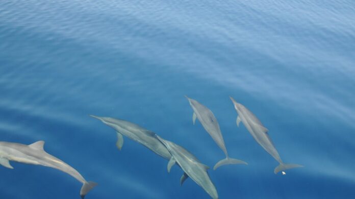 tubar-es-e-golfinhos-descubra-por-que-predadores-e Um golfinho nada próximo a um tubarão em águas claras e azuis, observando o predador em seu habitat natural.